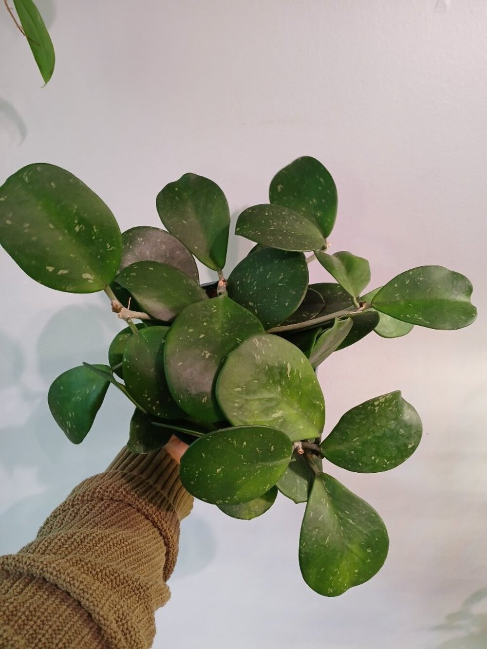 Hoya Obovata